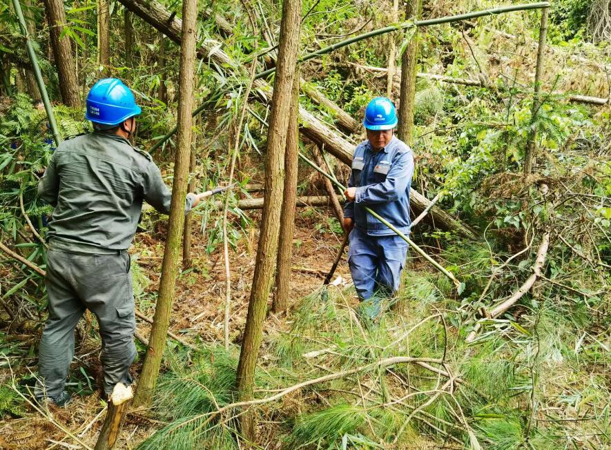 南方電網荔波供電局線路憂患如“猛獸”，通道清通要爭先